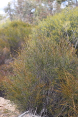 Melaleuca uncinata