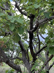 Caryocar brasiliense