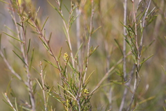 Melaleuca uncinata
