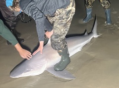 Carcharhinus plumbeus