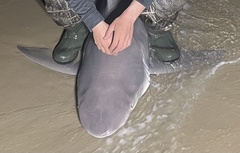 Carcharhinus plumbeus