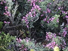 Indigofera brachystachya
