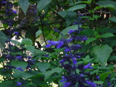 Salvia concolor