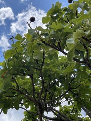 Caryocar brasiliense