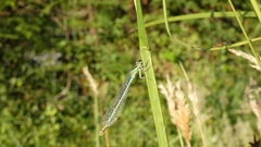 Coenagrion mercuriale