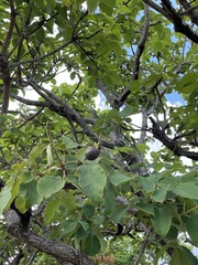 Caryocar brasiliense