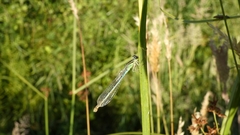 Coenagrion mercuriale