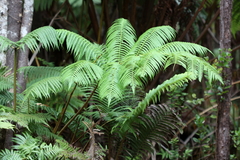 Cibotium glaucum