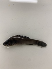 Aphredoderus sayanus
