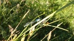 Coenagrion mercuriale