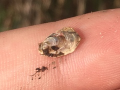 Uncancylus concentricus