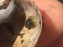 Uncancylus concentricus
