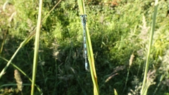 Coenagrion mercuriale