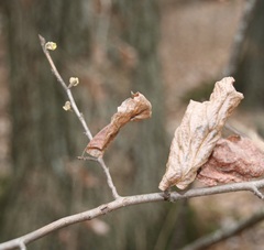 Hamamelis