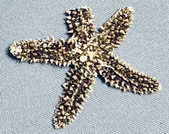 Asteriidae