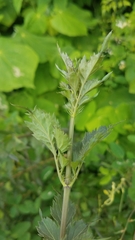 Adenophyllum aurantium