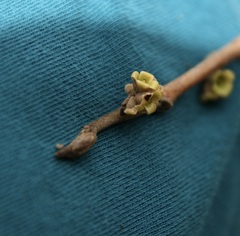 Hamamelis