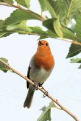 Erithacus rubecula