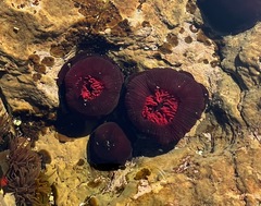 Actinia tenebrosa