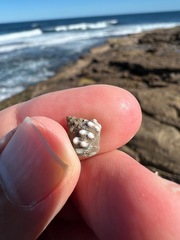 Nodilittorina pyramidalis