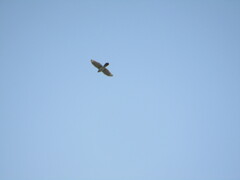 Accipiter cooperii