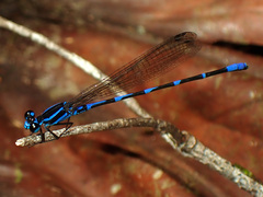 Argia oculata