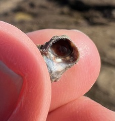 Nodilittorina pyramidalis