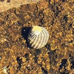 Austrocochlea porcata