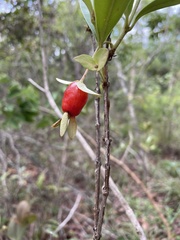 Eugenia involucrata
