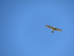 Accipiter cooperii