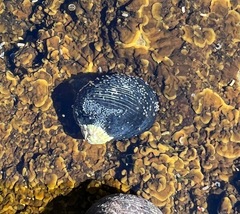 Nerita melanotragus