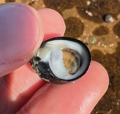 Nerita melanotragus