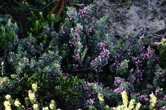 Indigofera brachystachya