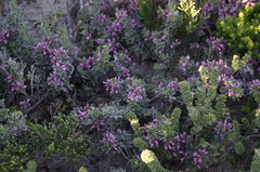 Indigofera brachystachya
