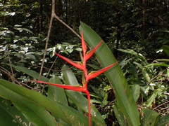 Heliconia acuminata