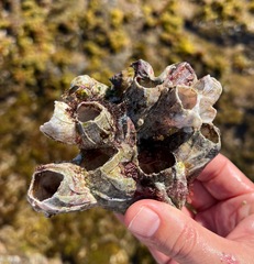 Megabalanus tintinnabulum