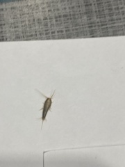 Lepisma