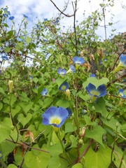 Ipomoea cardiophylla