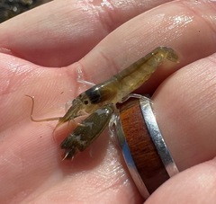 Alpheidae