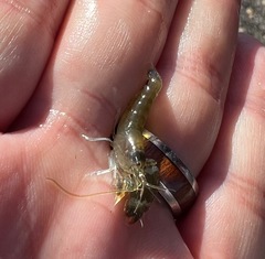 Alpheidae
