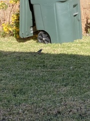 Setophaga coronata