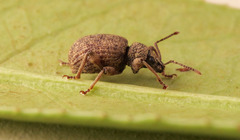 Otiorhynchus crataegi