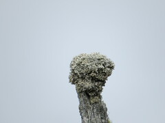 Acroscyphus sphaerophoroides