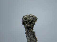 Acroscyphus sphaerophoroides