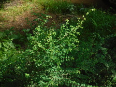 Symphoricarpos microphyllus