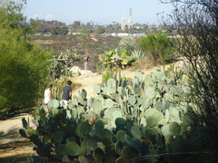 Opuntia robusta