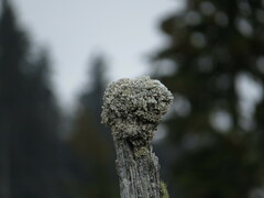 Acroscyphus sphaerophoroides