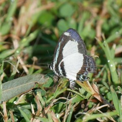 Psychonotis caelius