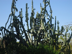 Cereus repandus
