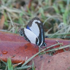 Psychonotis caelius
